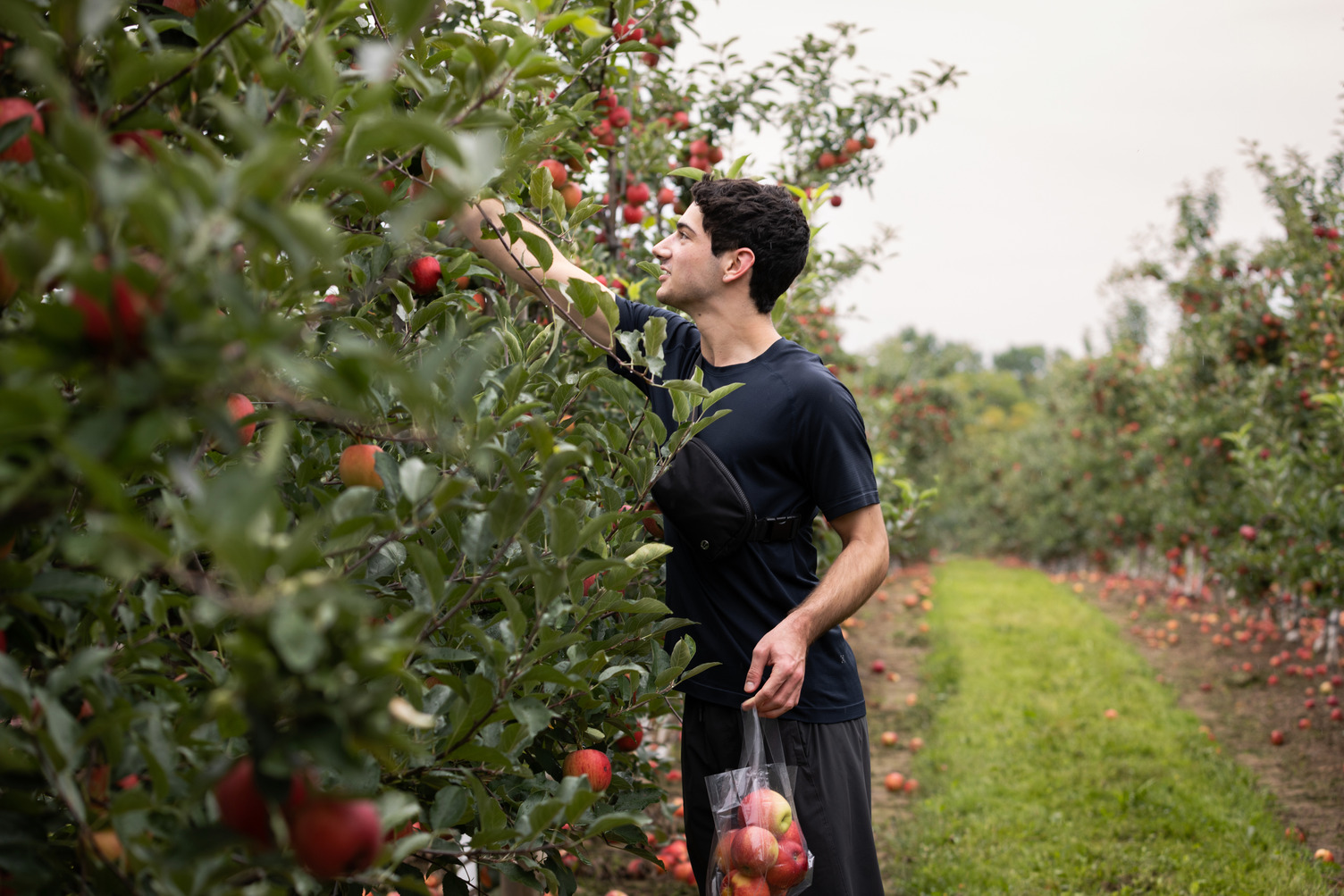 a student picks apples from a tree