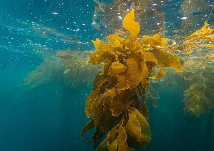 Can Kelp Help? Research Examines Dairy Farmer, Dairy Nutritionist Attitudes on Adding Feed Additive to Cut Methane Emissions