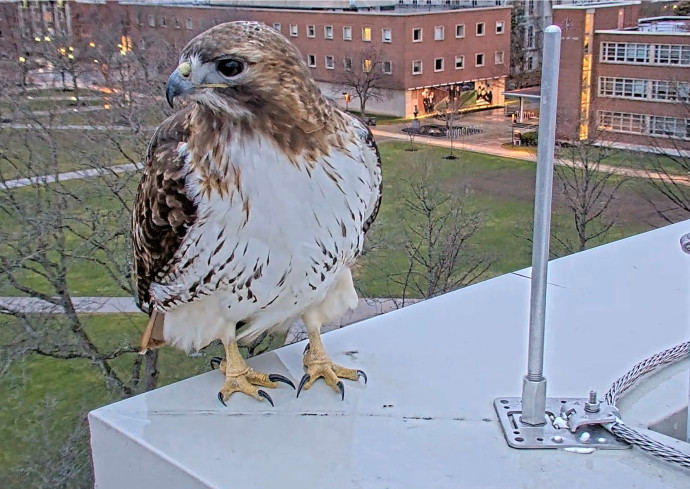 Sad News About Red-Tailed Hawk SU-Sue