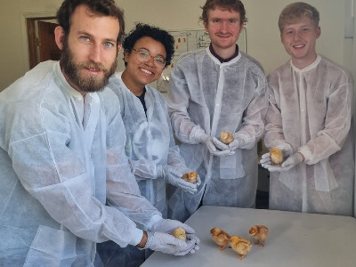 A&S Researchers Explore How Sound Waves Can Address an Ethical Dilemma in Poultry Farming