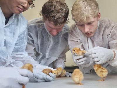 Researchers checking chicks