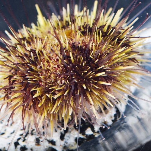 Sea Urchins Are Struggling to ‘Get a Grip’ as Climate Change Alters Ecosystems