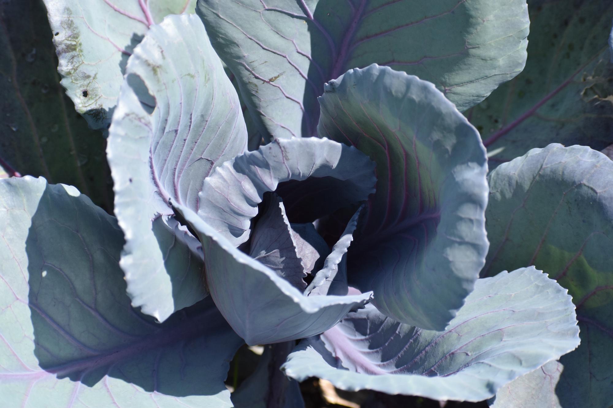 Cabbage growing in Pete's Giving Garden