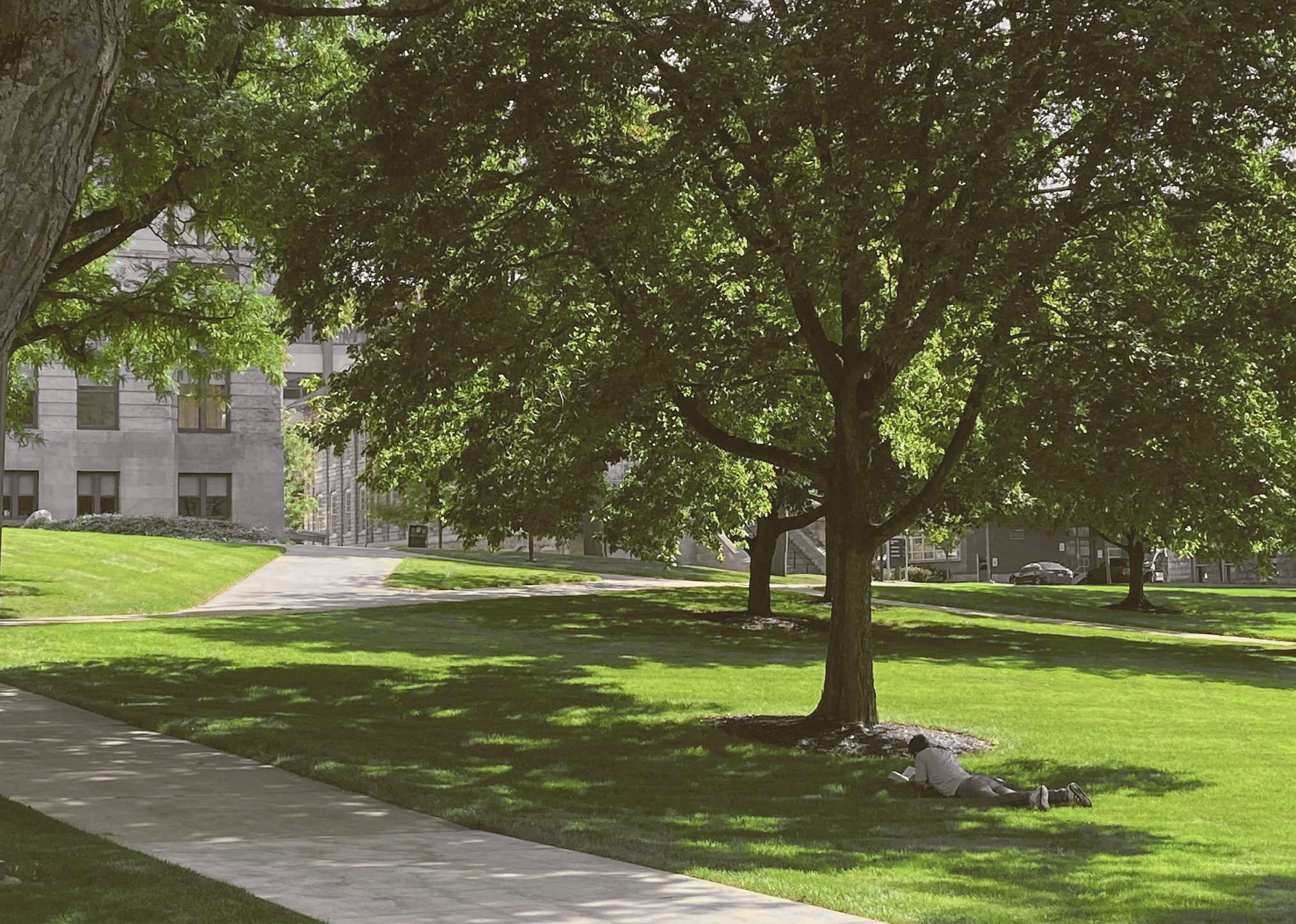 Individual laying on the ground under a tree reading a book
