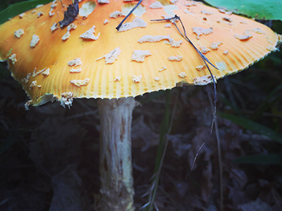 mushroom in forest