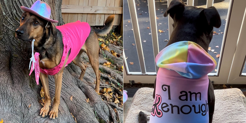 composite of two dogs in Barbie/Ken Halloween costumes