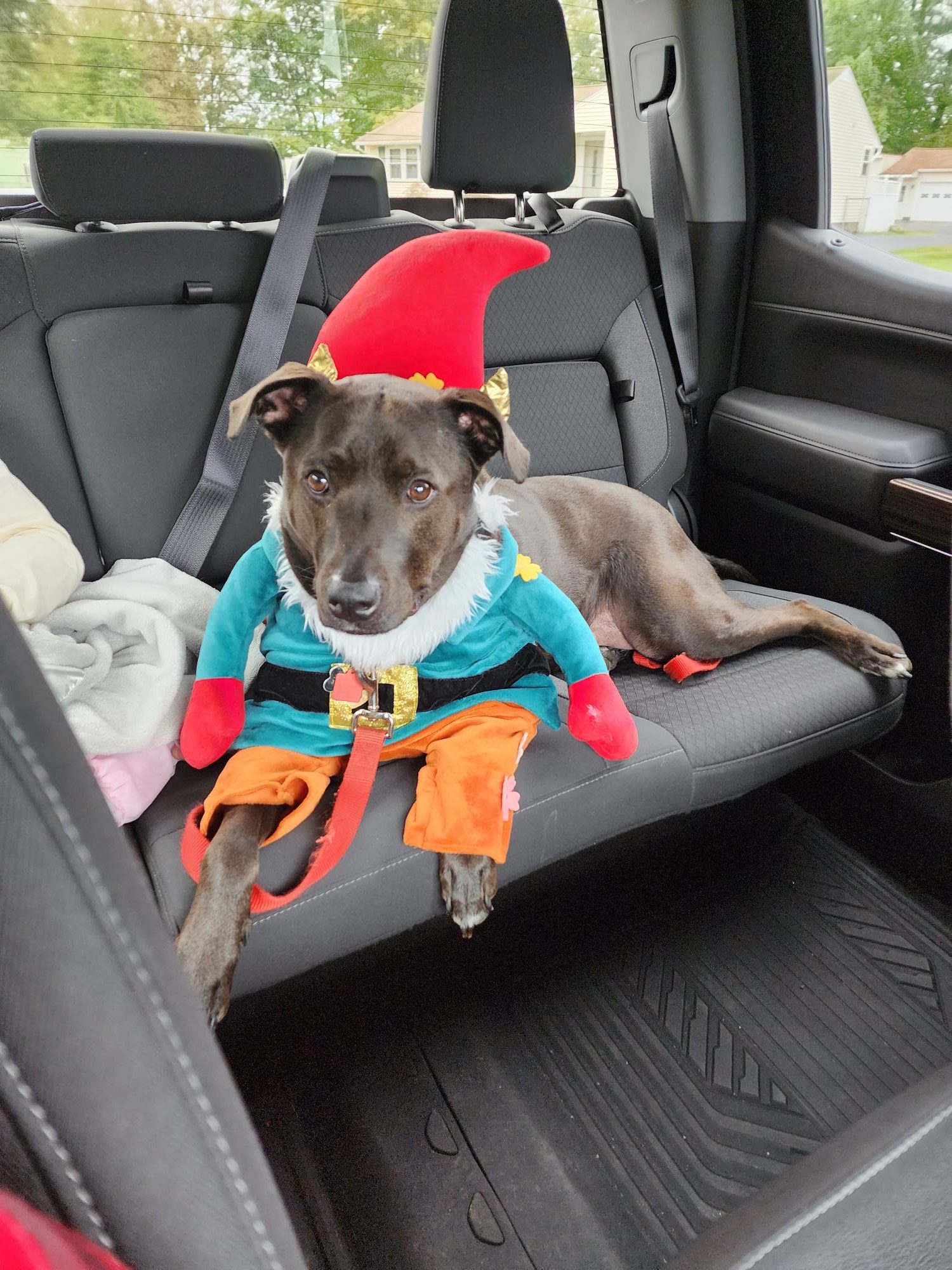 Dog dressed up as a gnome. 