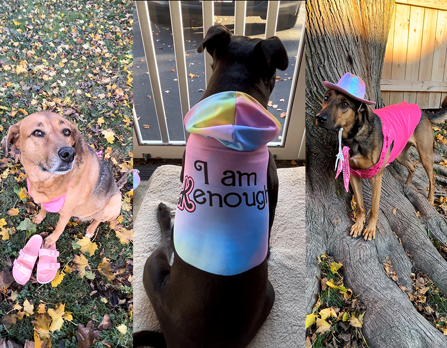 Three different dogs dressed in Halloween costumes.
