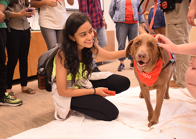 person petting a dog