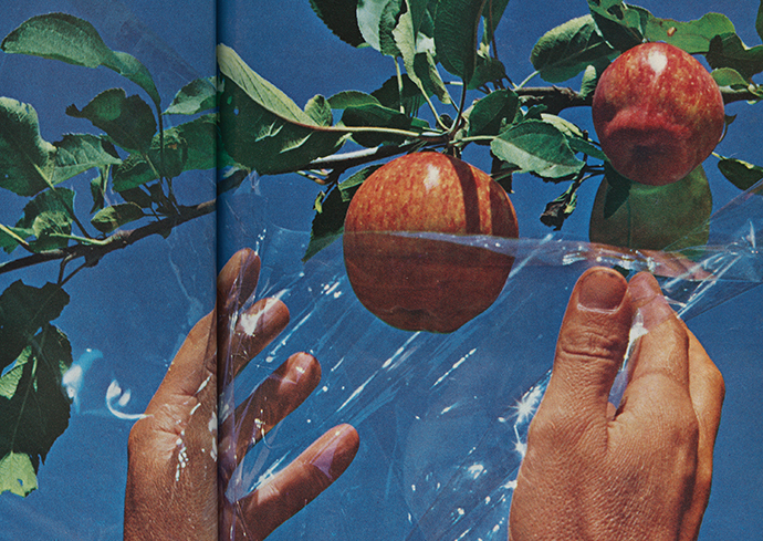 hands reaching out to fruit on a branch holding plastic sheeting