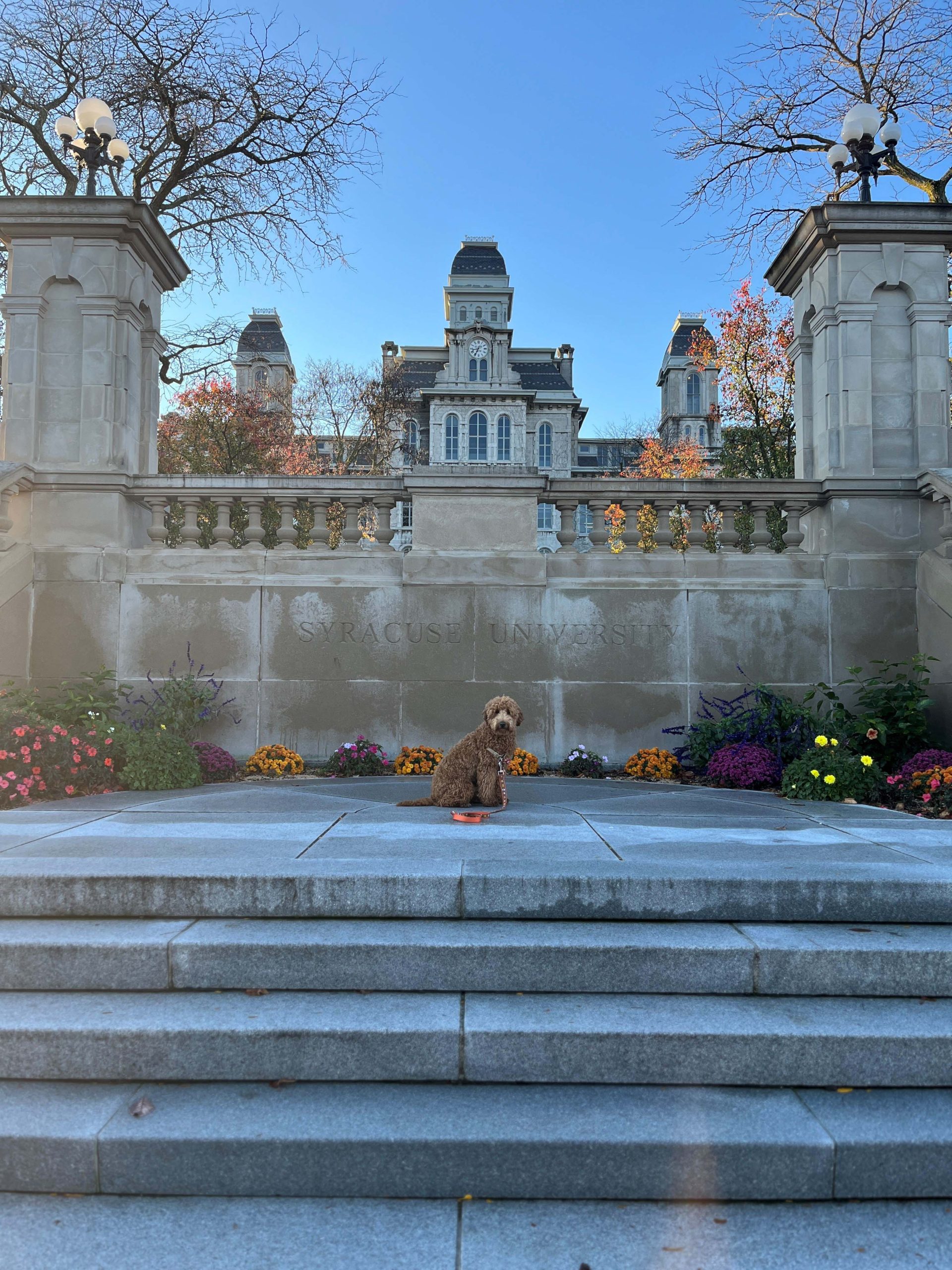 Dog sitting in the front of the remembrance wall. 