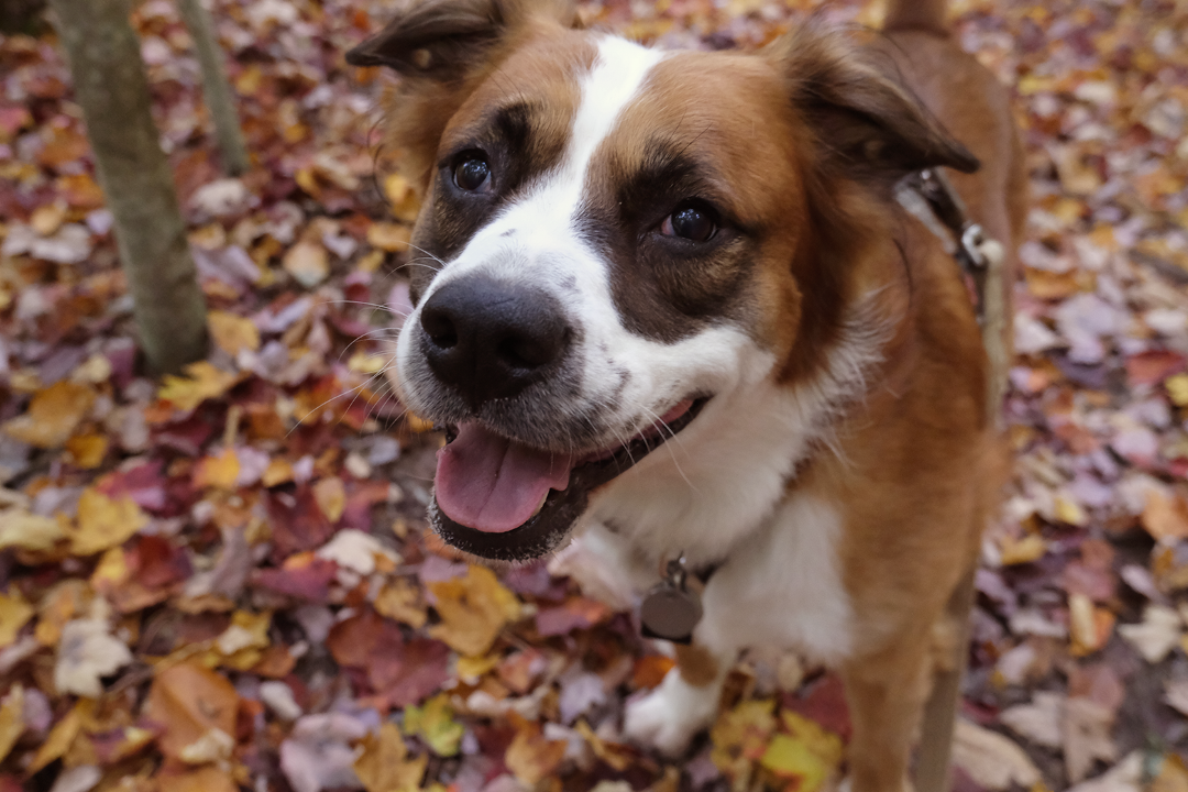 Dog standing outside in the leaves.