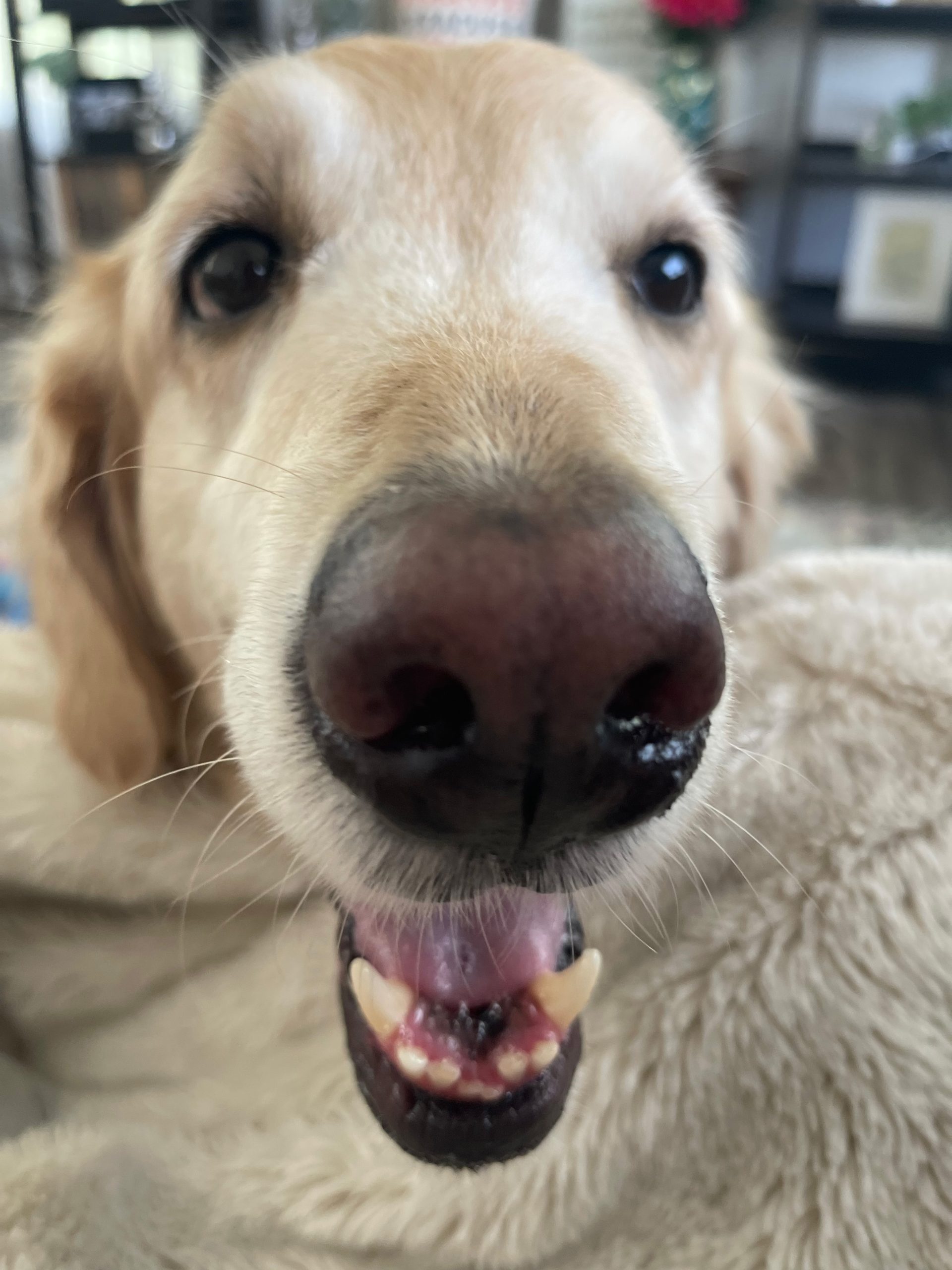 Close up on a dog with their mouth open