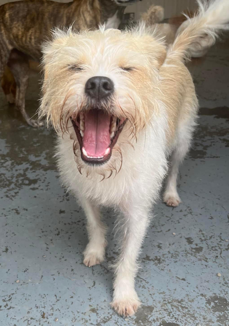 Dog with their mouth open
