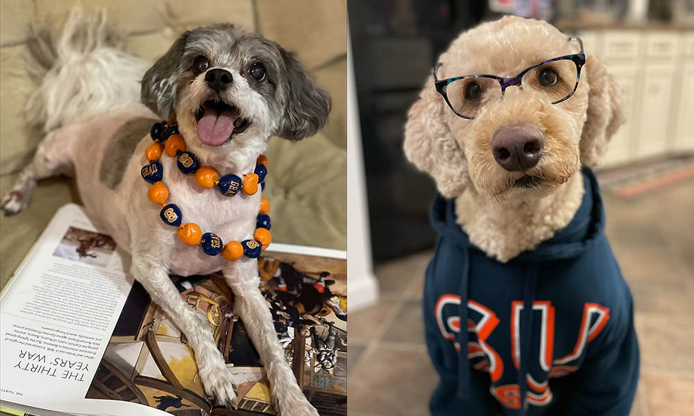 Two dogs side by side.