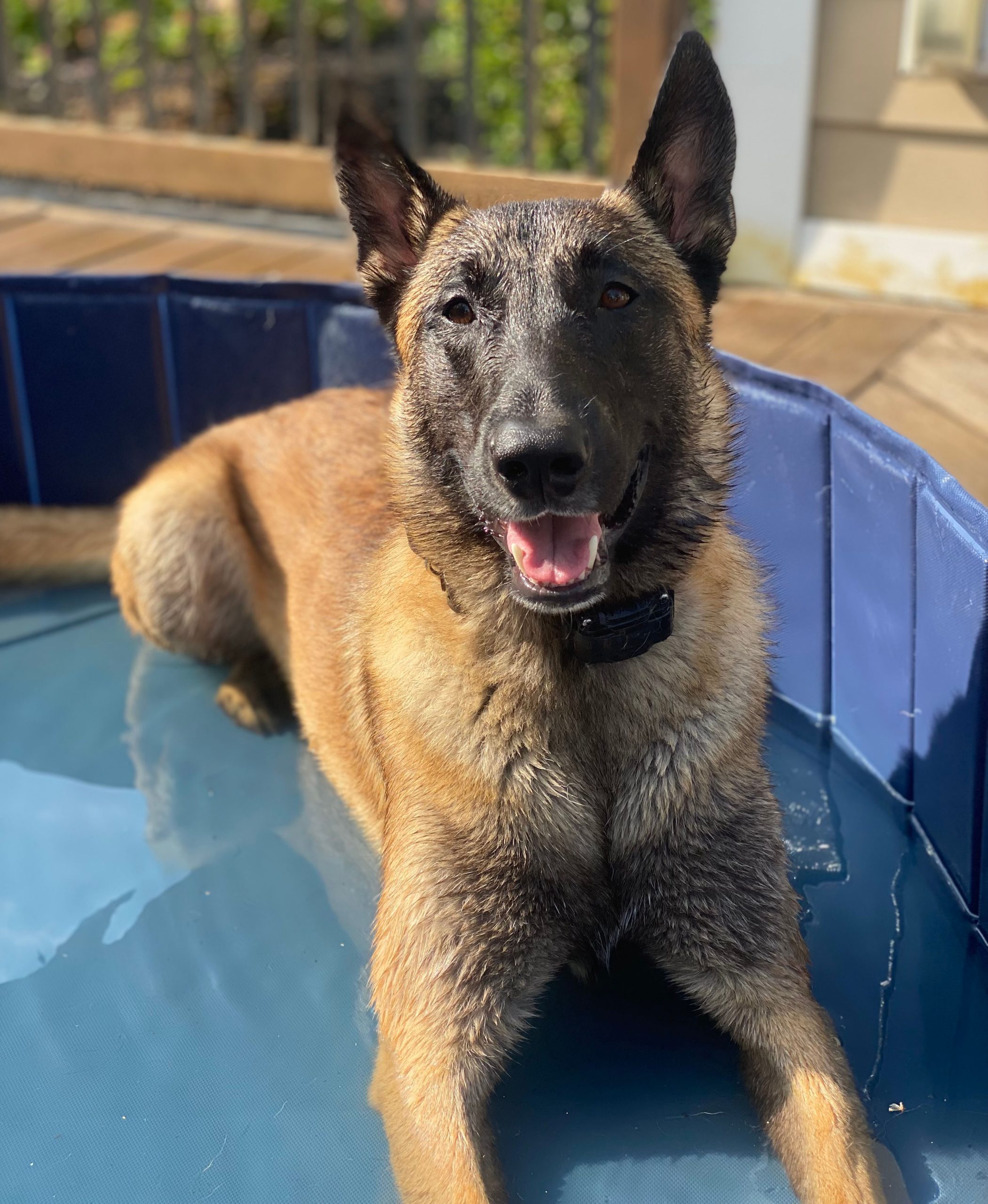 Dog sitting in a shallow water pool. 
