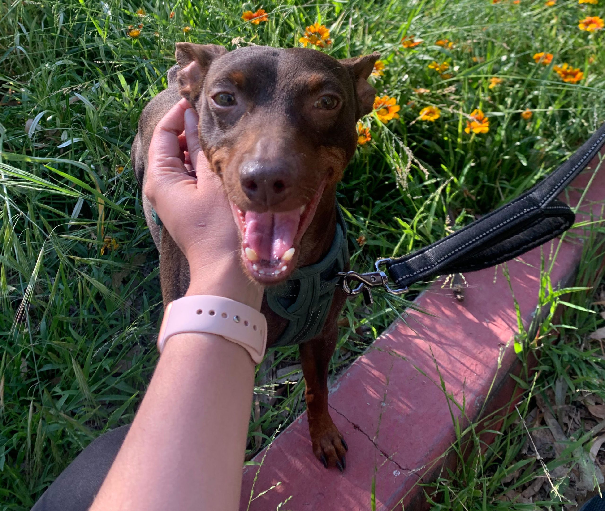 Dog in the tall grass with it's owner scratching it's ear.