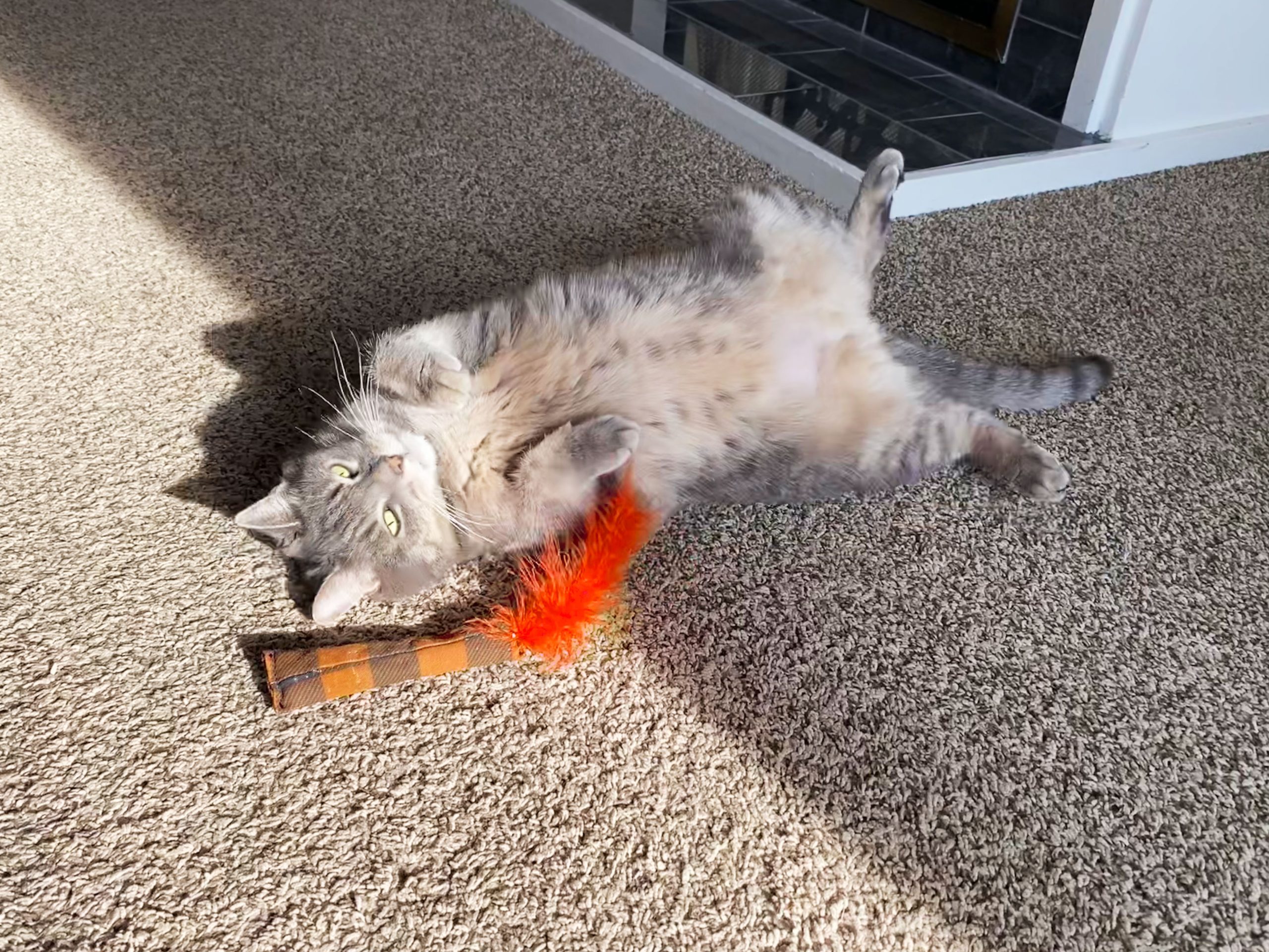 Cat laying on their back on the ground. 