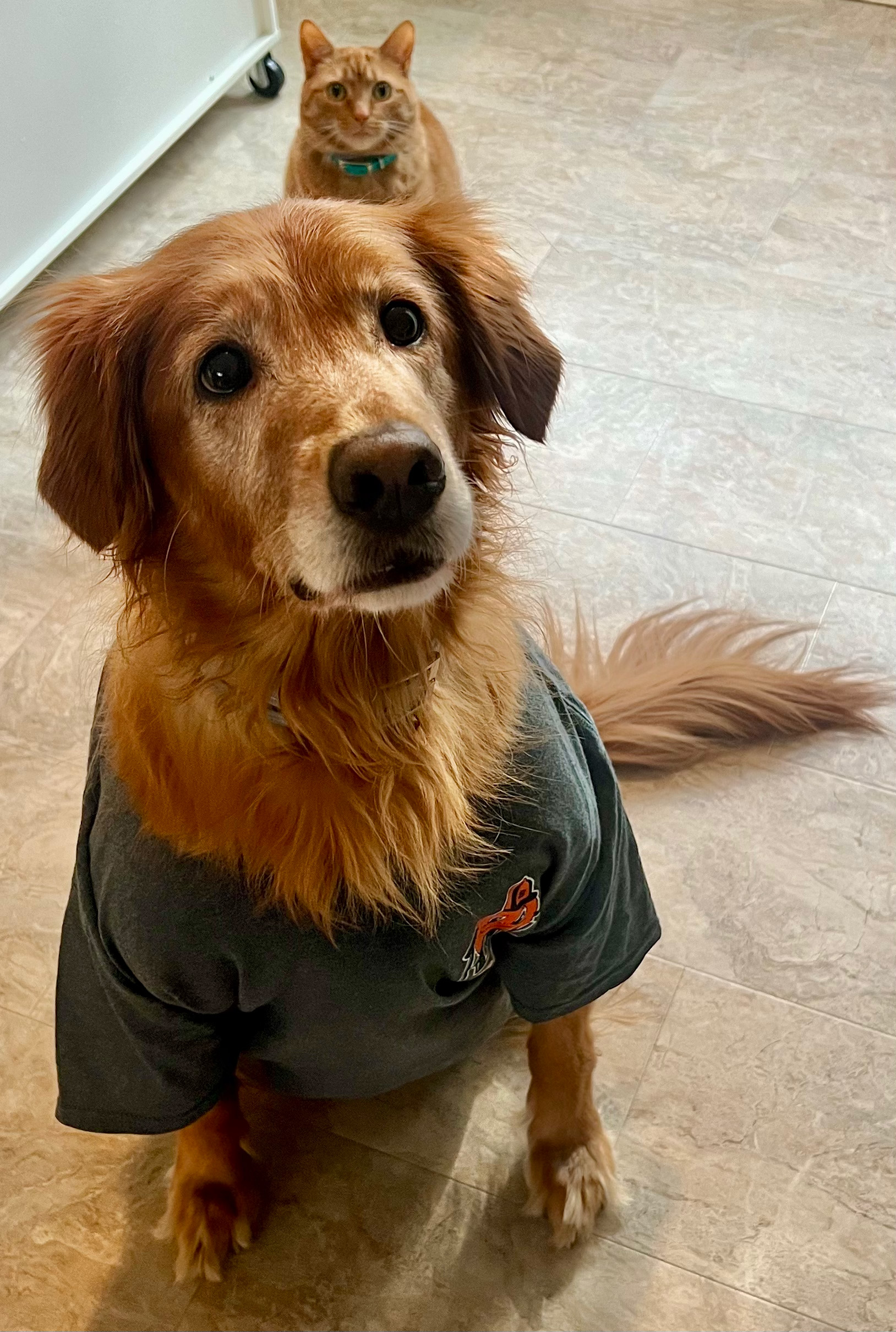 Dog wearing a t-shirt with a cat in the background.