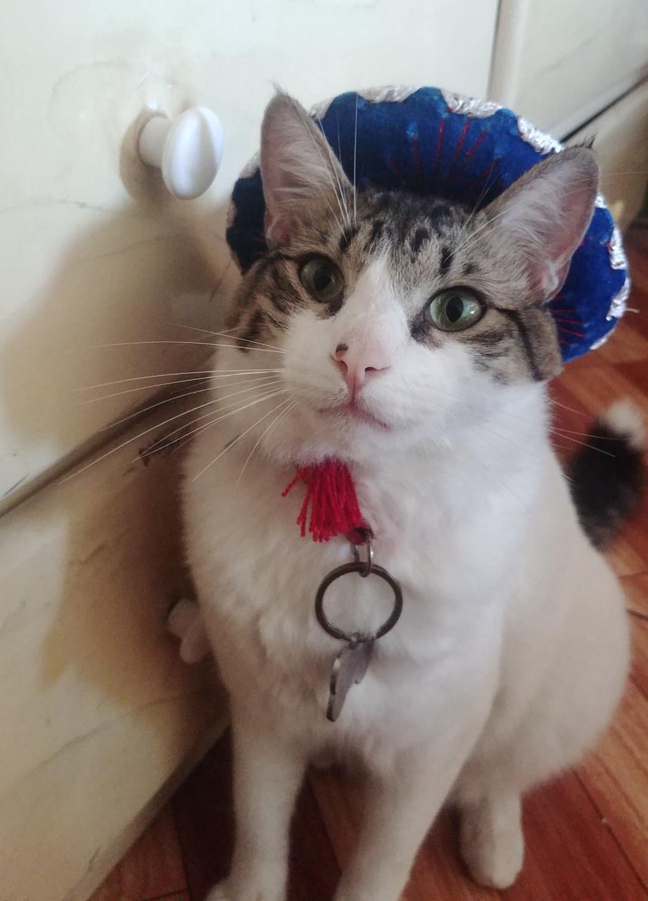 Cat wearing a hat