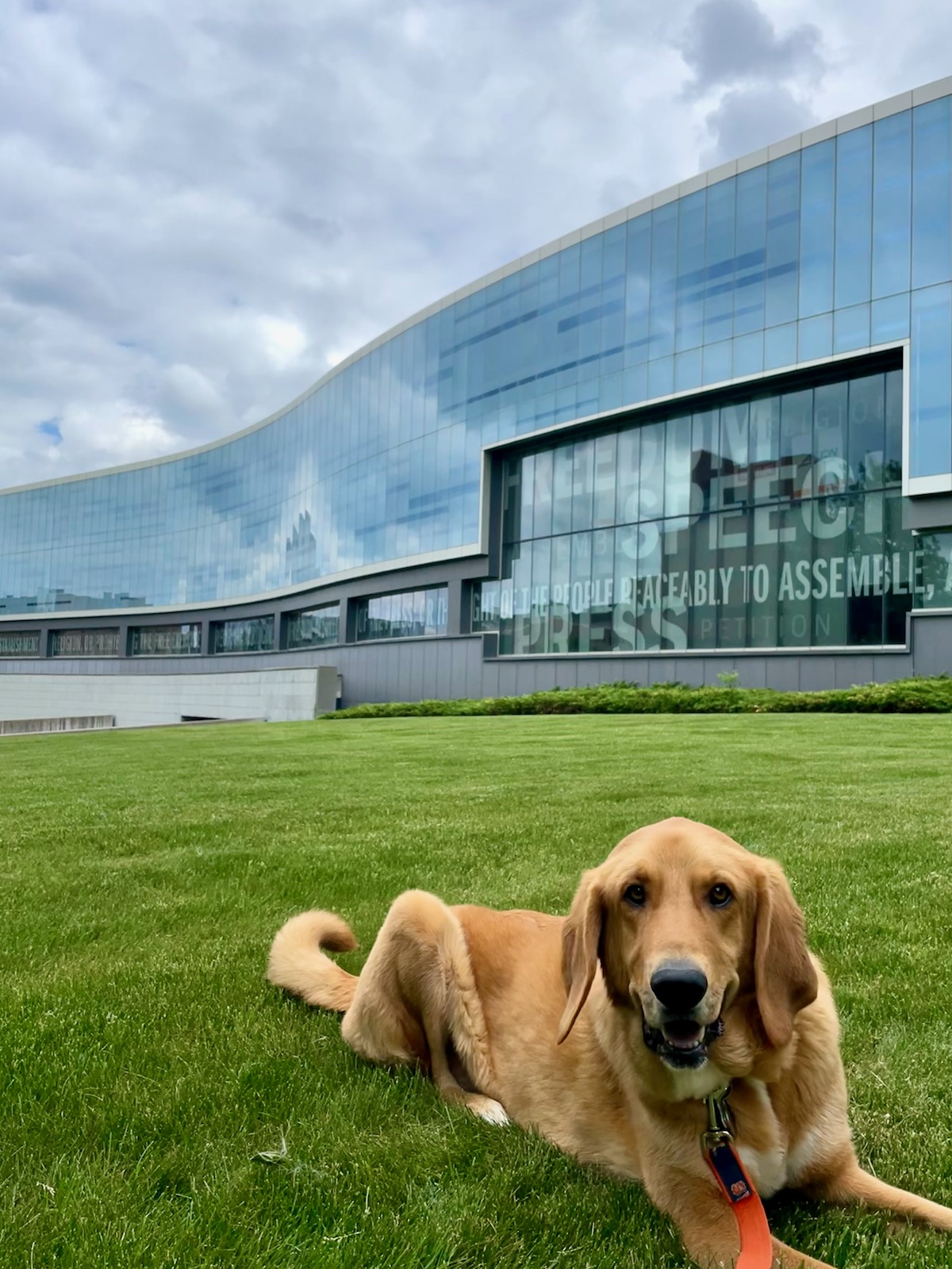 Dog sitting on the grass in front of Newhouse. 