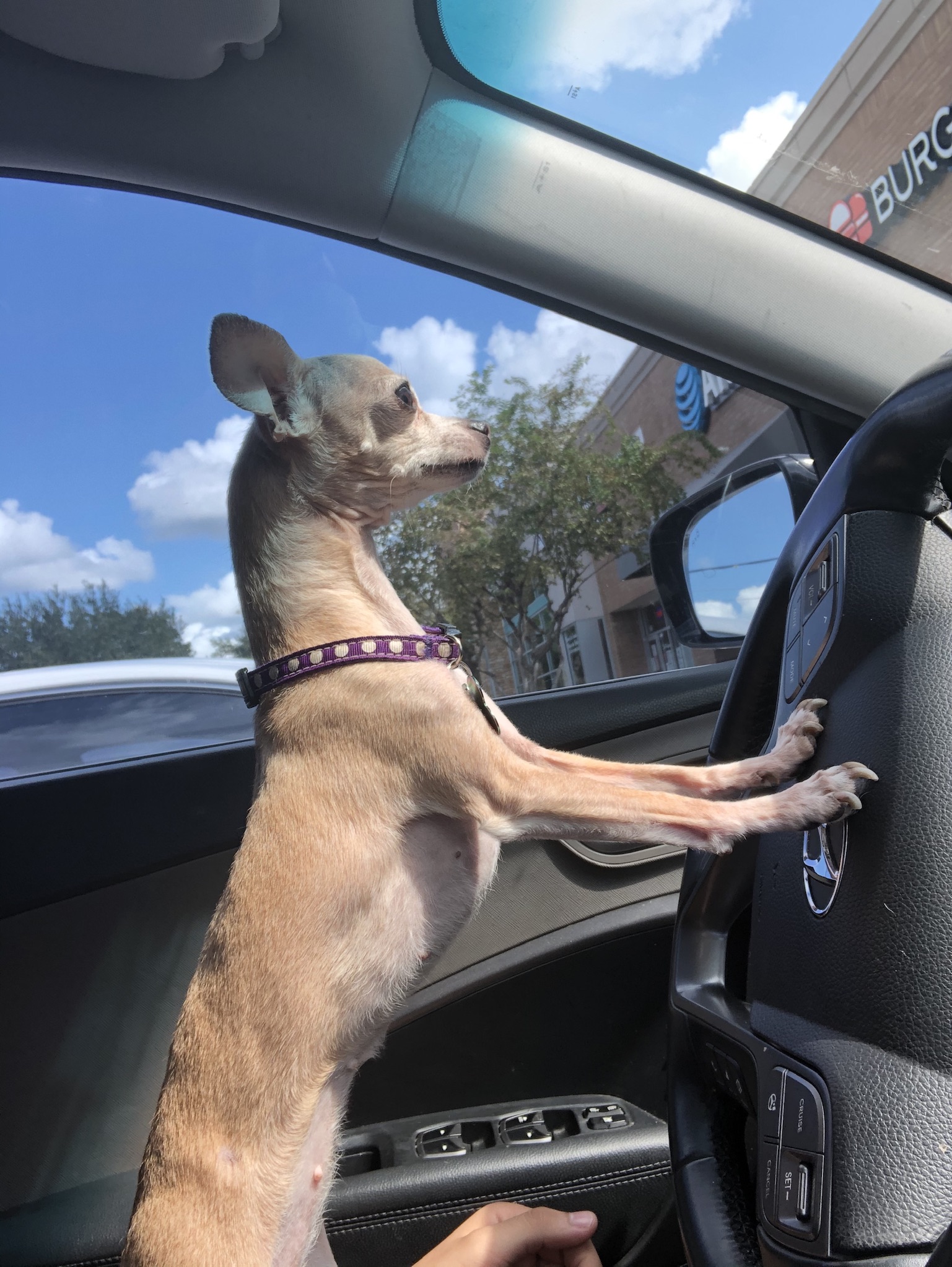 Small dog in the lap of the owner leaning against the steering wheel of a car. 