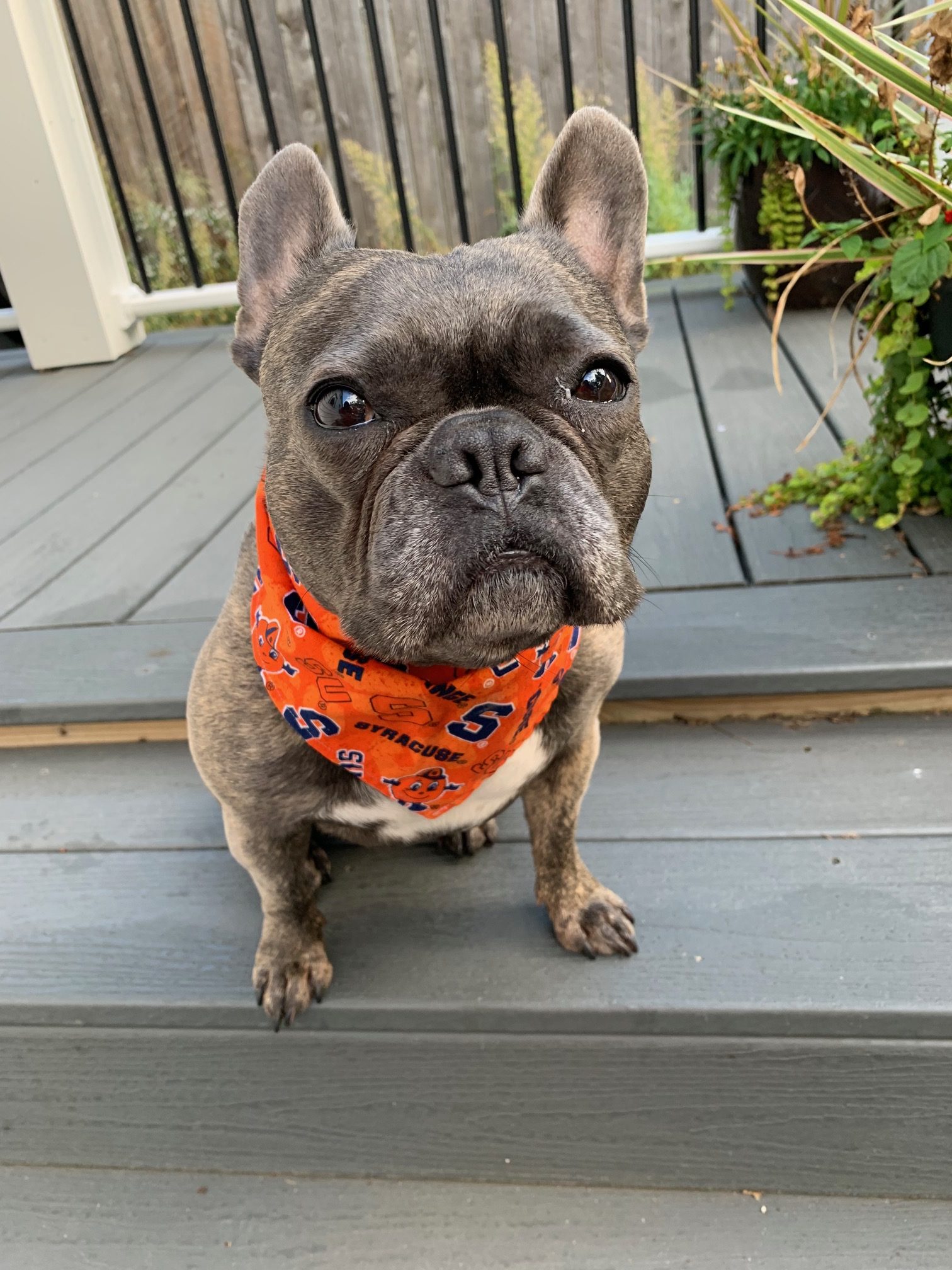 Dog sitting with an orange bandana. 