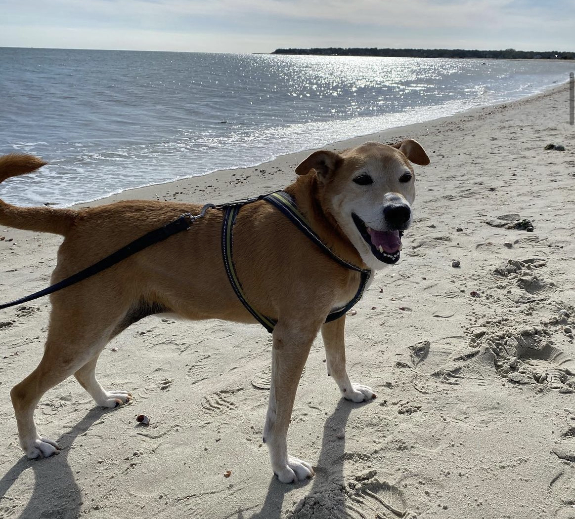 Dog on a leash standing on the beach. 