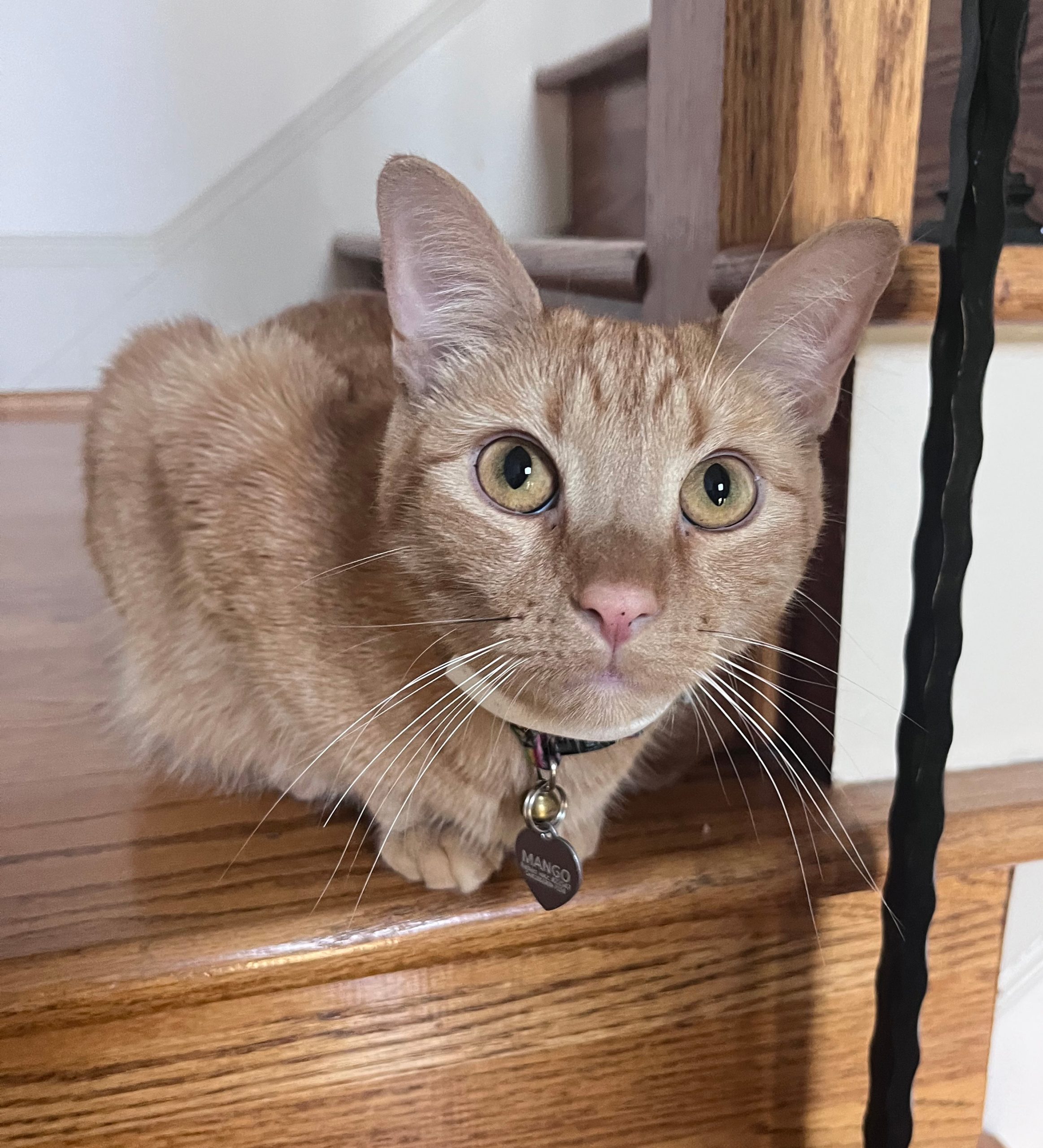Cat sitting on the stairs