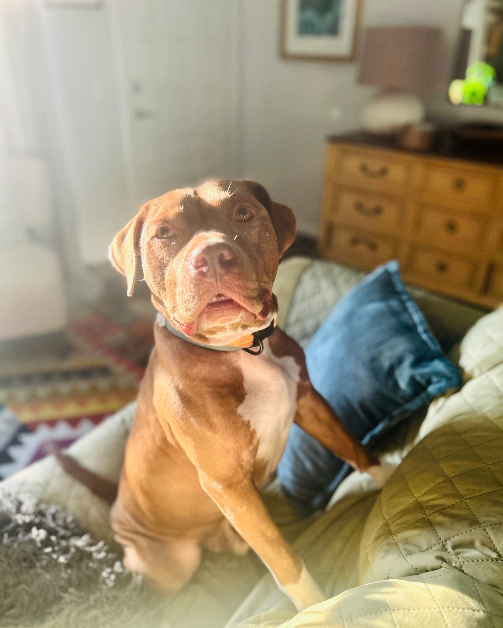 Dog sitting on a couch