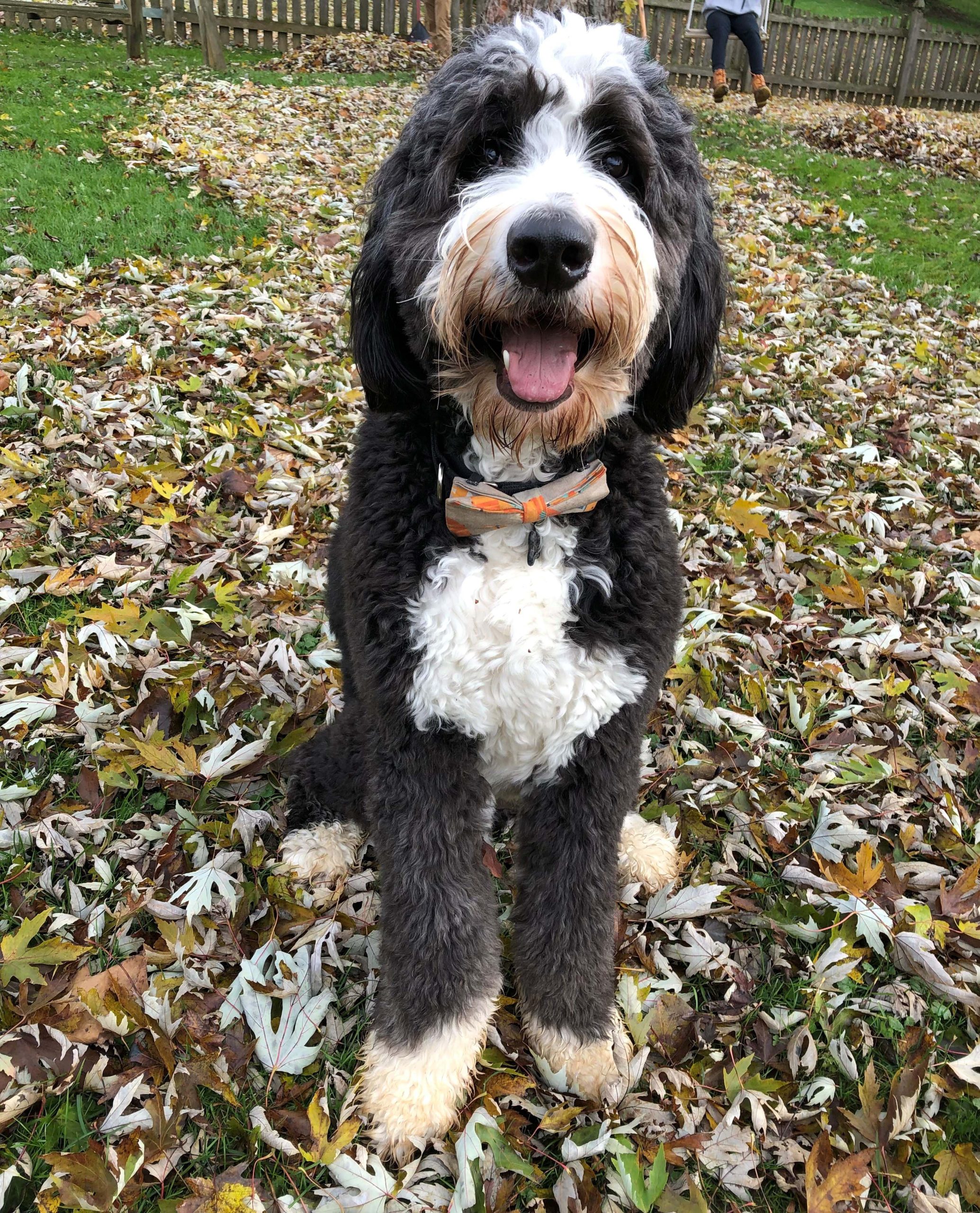Dog outside in the fall leaves wearing a bow tie