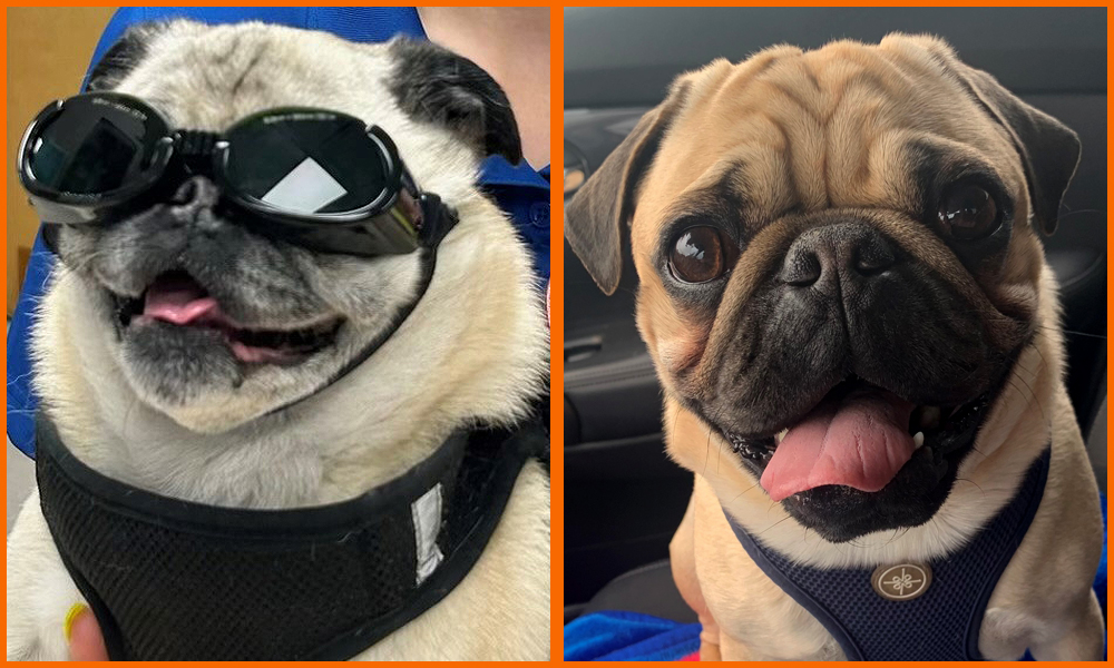 Side by side of two dogs. 