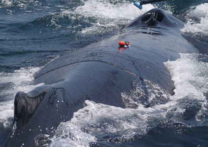 A whale having its movement tracked in the ocean.