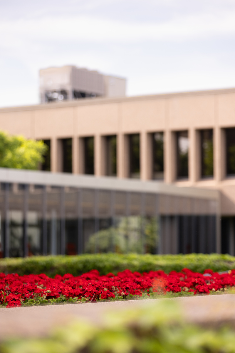 Red flowers in bloom with a building in the background.