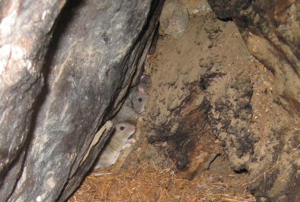 A&S Biologist Calls for Protection and More Studies of Natural Time Capsules of Climate Change