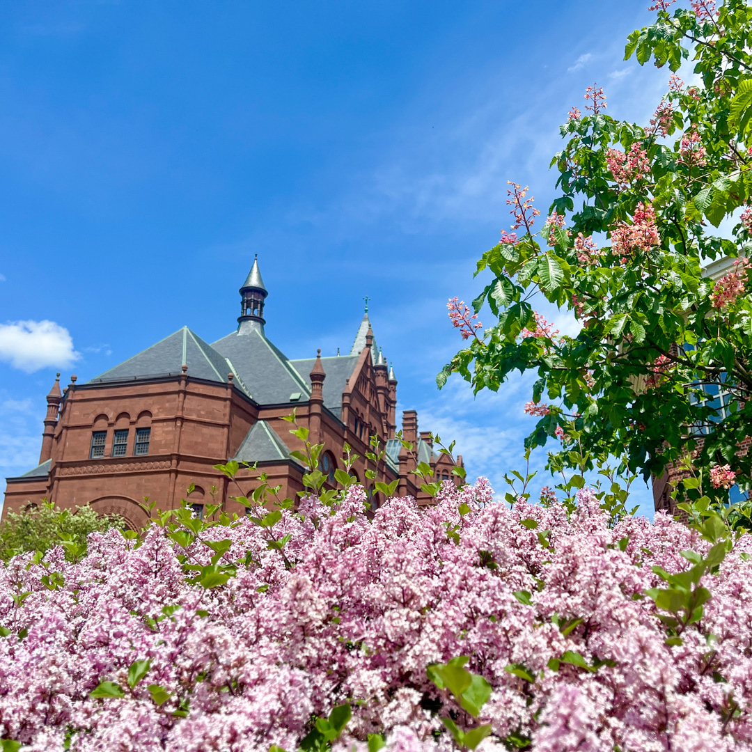 Beautiful pink flowers in bloom on campus