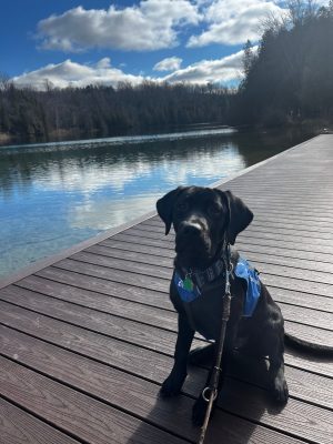 Raising Guide Dog Puppies on Campus: How Students Are Helping Make a Difference for the Blind