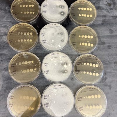 Three rows of dime sized circular containers with cultures in them. 