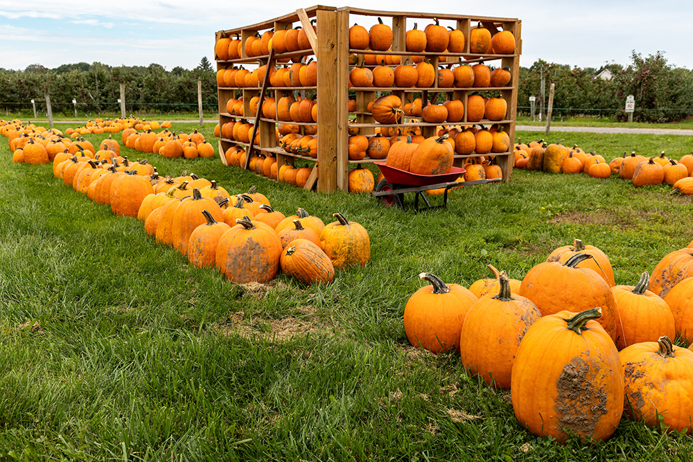 pumpkins on shelves and on the ground at a local farm
