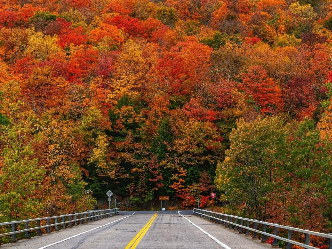 What's Happening in CNY: Your Fall Festival Guide