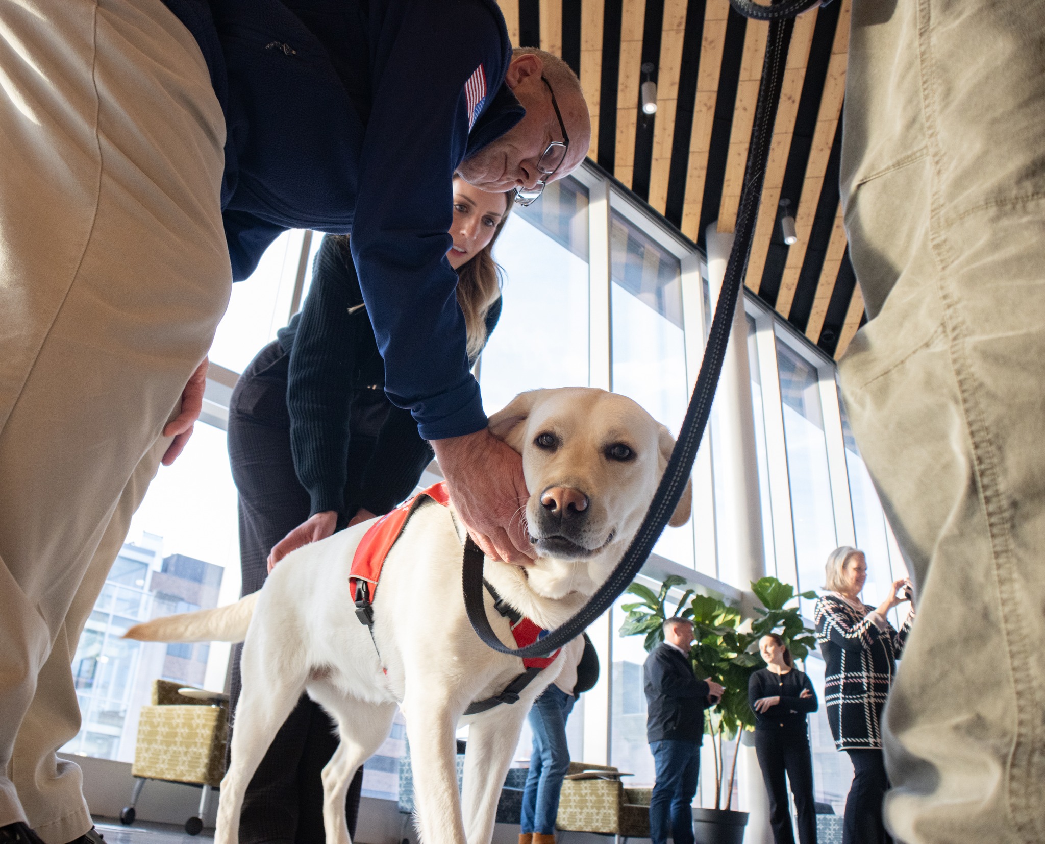 Person pets a guide dog wearing a harness, surrounded by several people in an indoor setting.