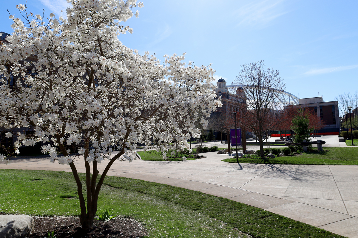 The image shows a blooming tree with white flowers in the foreground, situated in a well-maintained park area. The background includes buildings and a clear blue sky. There are paved walkways and green grassy areas surrounding the tree.