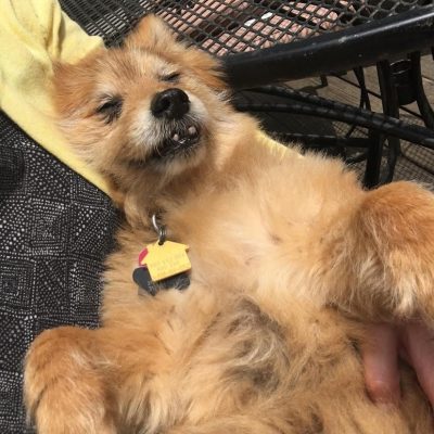 Dog being held by human with eyes closed.