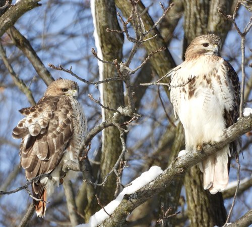 two hawks in a tree