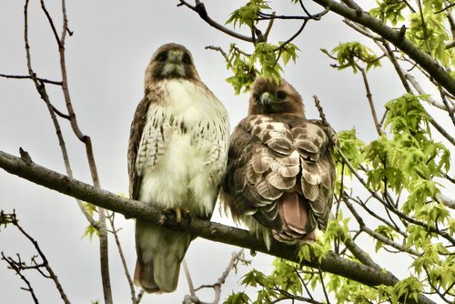 two hawks in a tree
