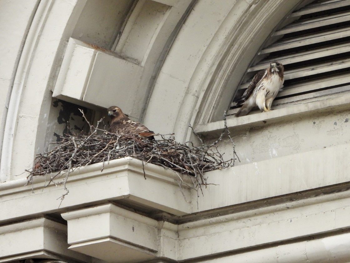 Watch the University's Next Generation of Red-Tailed Hawks