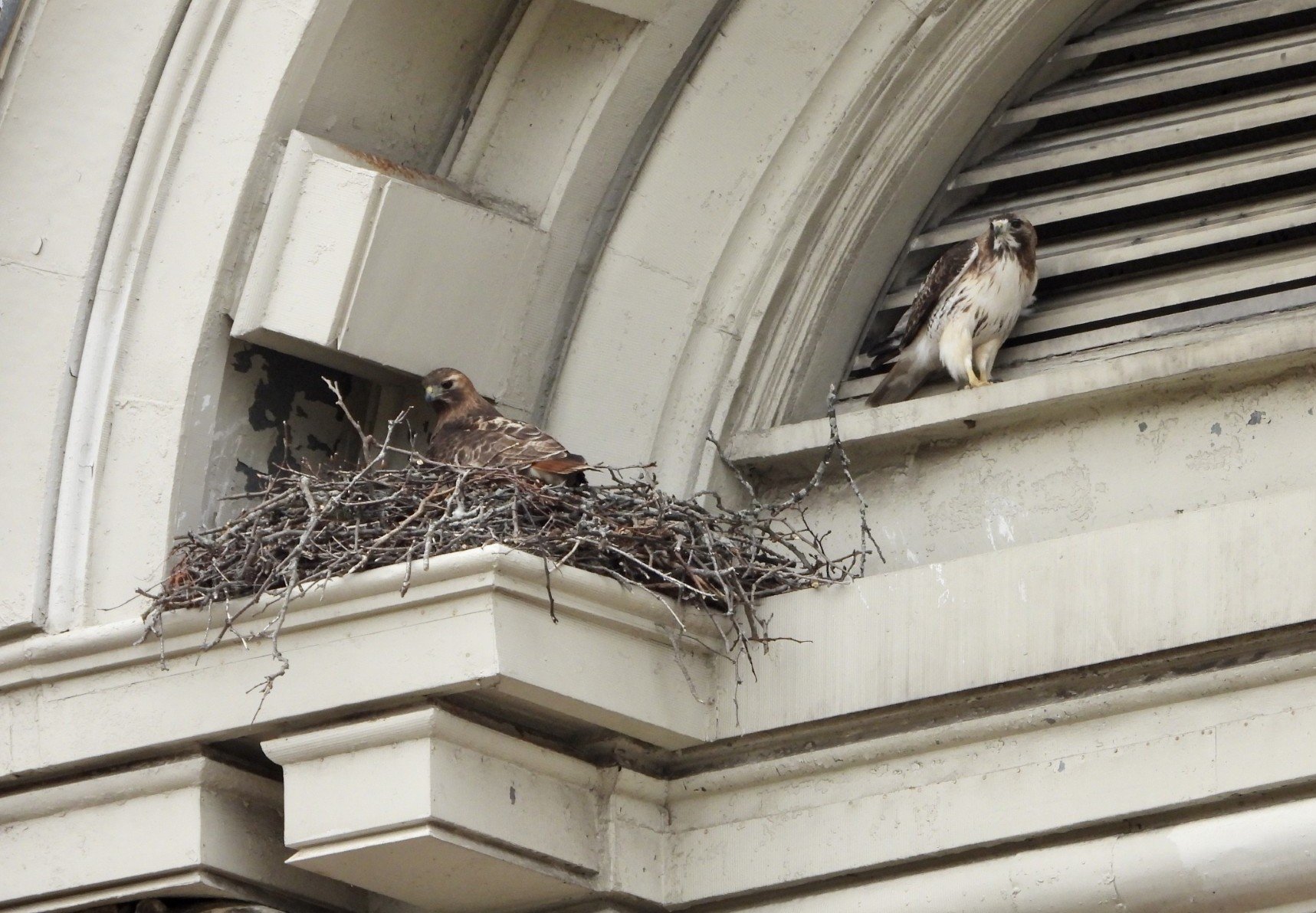 a hawk roosting in a nest at the top of a building, with another hawk standing on a ledge nearby
