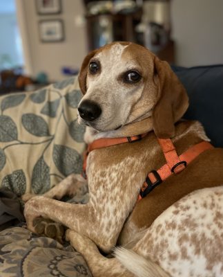 Dog sitting in harness.