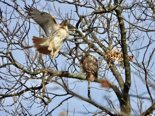 a hawk landing on a tree branch next to another hawk