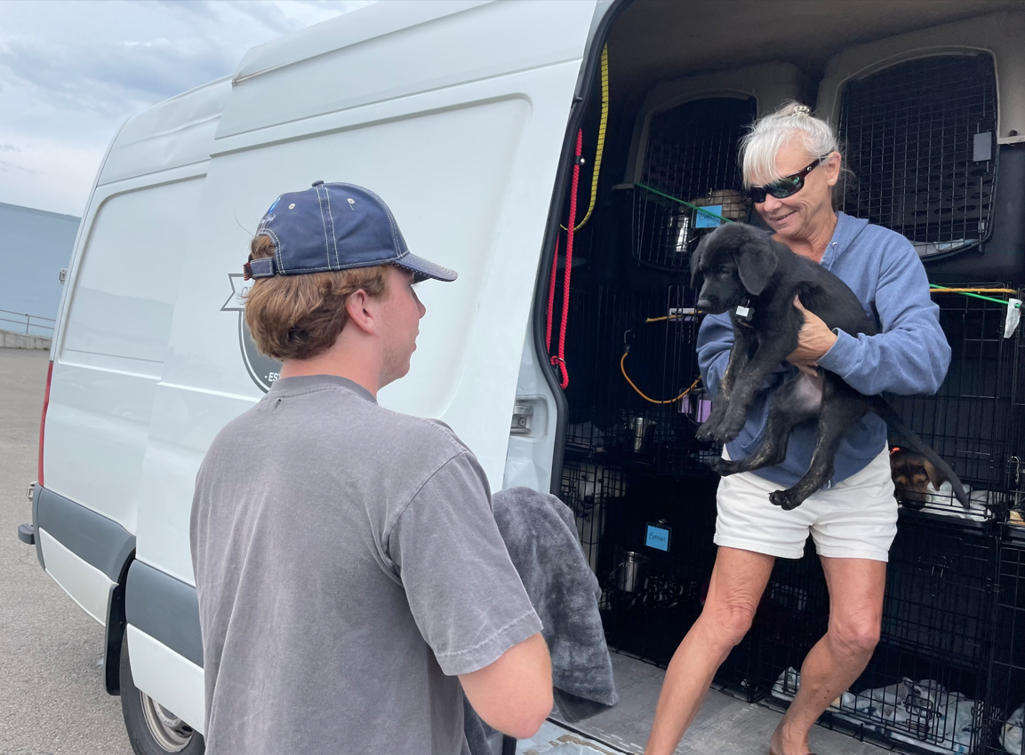 Woman standing in van with crates and handing a puppy to a male.